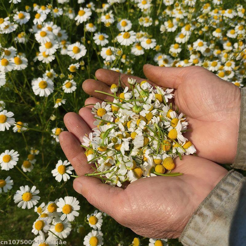 100% Natural Chamomile Dried F - Chamomile Tea recension och pris